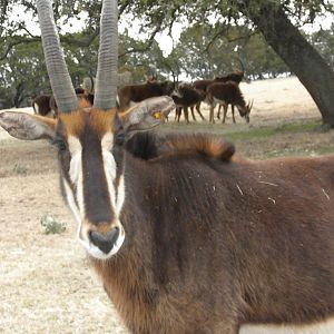 Sable Antelope