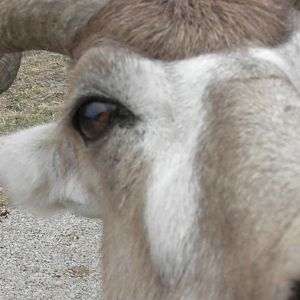 Addax