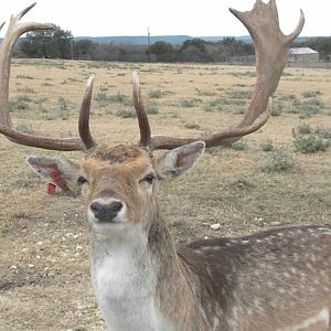 Fallow Deer