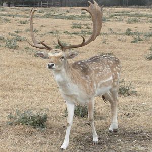 Fallow Deer