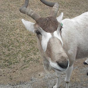 Addax