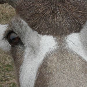 Addax