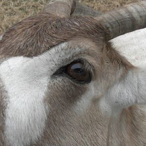 Addax