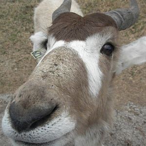 Addax