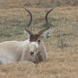 Addax
