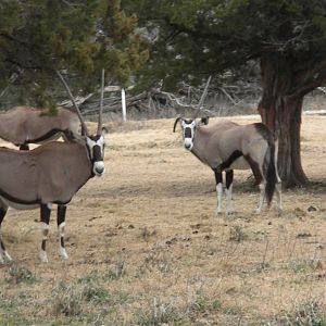 Gemsbok