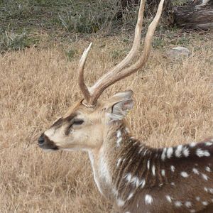 Axis Deer