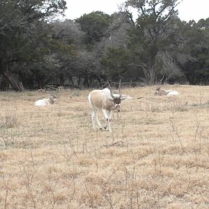 Addax