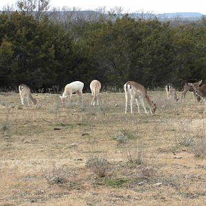 Fallow Deer