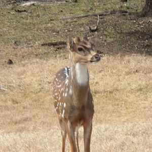 Axis Deer