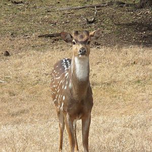 Axis Deer