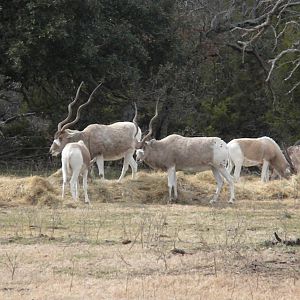 Addax
