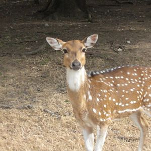 Axis Deer