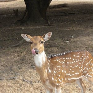 Axis Deer