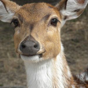 Axis Deer