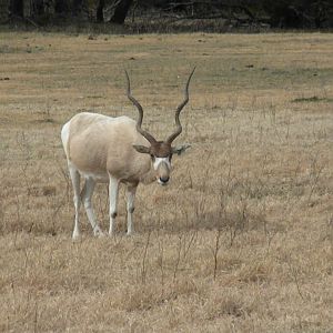 Addax