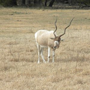 Addax