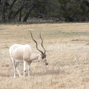 Addax