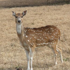Axis Deer