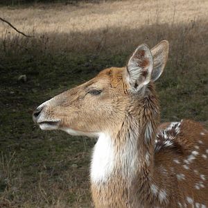 Axis Deer