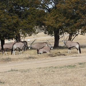 Gemsbok