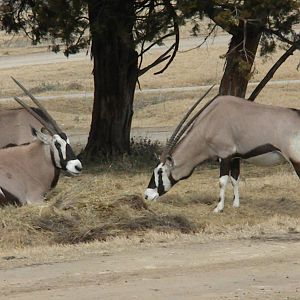 Gemsbok