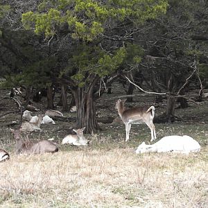 Fallow Deer