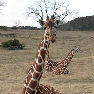 Reticulated Giraffe