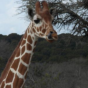 Reticulated Giraffe