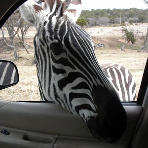 Grant's Zebra