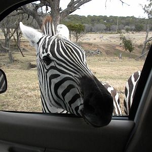 Grant's Zebra
