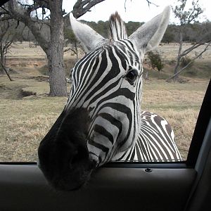 Grant's Zebra