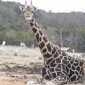 Rothschild's Giraffe