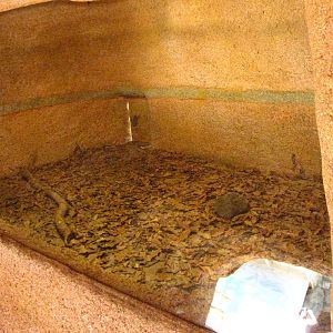 Wombats Enclosure - Aust Zoo Feb 09