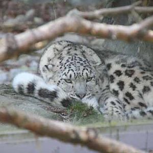 Irina, Female Snow Leopard at Marwell