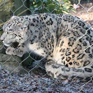 Indeever, Male Snow Leopard at Marwell