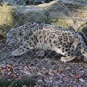 Indeever, Male Snow Leopard at Marwell