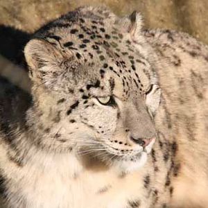 Indeever, Male Snow Leopard at Marwell
