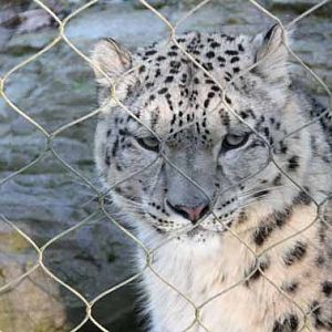 Indeever, Male Snow Leopard at Marwell
