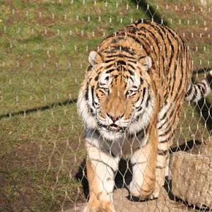 Goodbye Zambar, His last weekend at Marwell