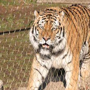 Goodbye Zambar, His last weekend at Marwell