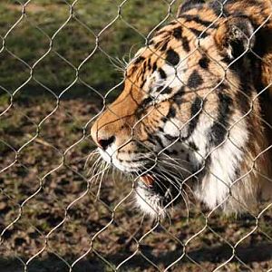 Goodbye Zambar, His last weekend at Marwell