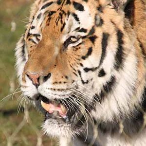 Goodbye Zambar, His last weekend at Marwell