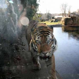 Goodbye Zambar, His last weekend at Marwell