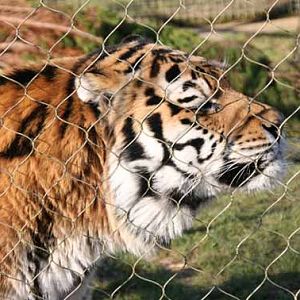 Goodbye Zambar, His last weekend at Marwell