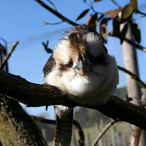 Kookaburra looking at its reflection in the camera