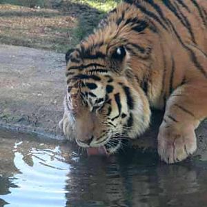 Goodbye Zambar, It's thirsty work