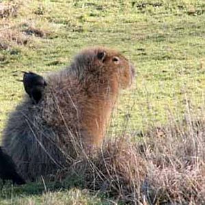 Capybara with a crow on its back!