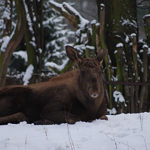 European Elk
