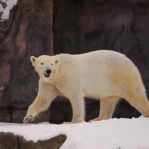 Polar bear